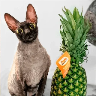 🍍