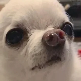 🐶