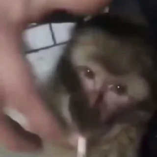 🦍