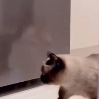 🤩