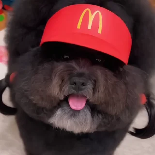🐶