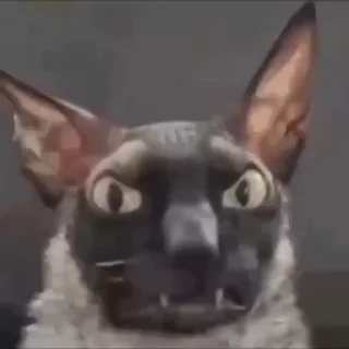 🌟