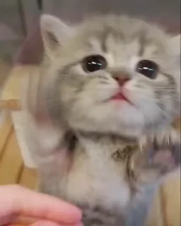 😻