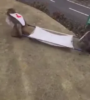 🐒