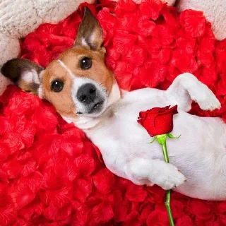 🐕