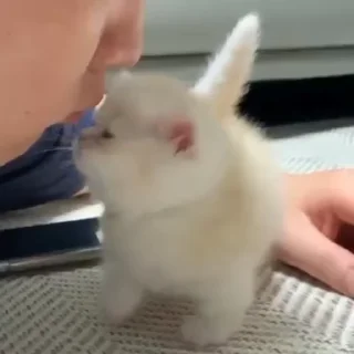 🐱