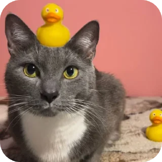 🐱