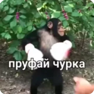 🥊