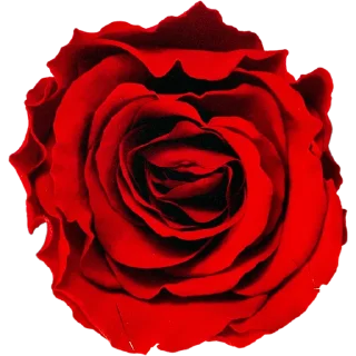 🌹