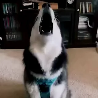 🎤