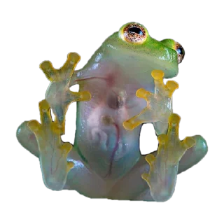 🐸