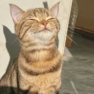 🐈
