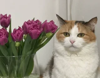 🥳