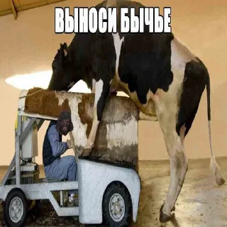🐂