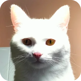 🐱