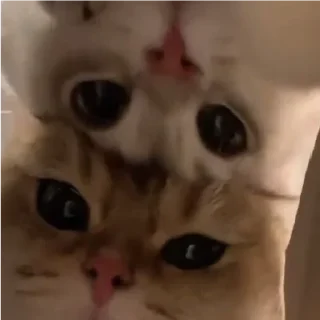 🐱