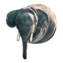 🐘
