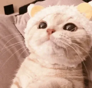 🐾