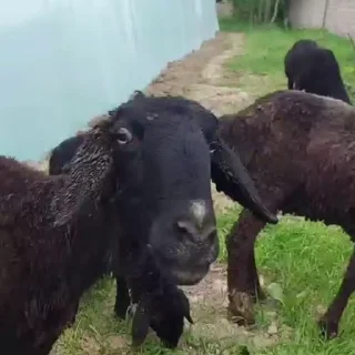 🐑