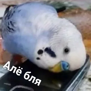 🐈