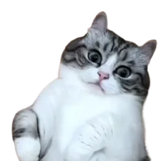 😺