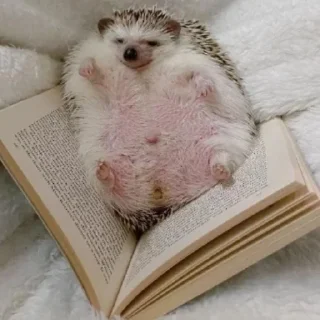 📖