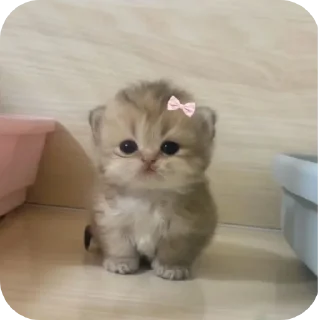 🐱