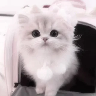 🐈