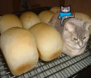 🐱