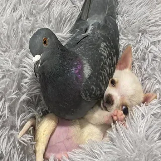 🐶