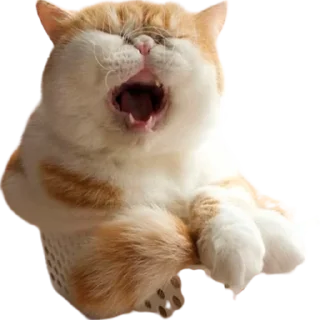 catass