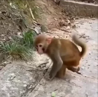🤩