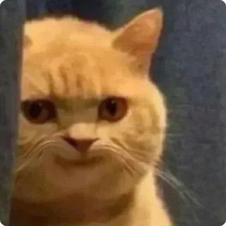 😼