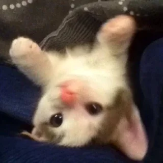 😇