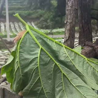 🐈‍⬛️