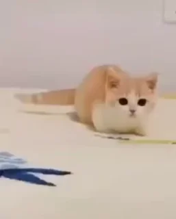 🐱