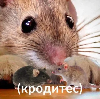 🐀