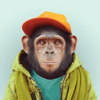 🐒