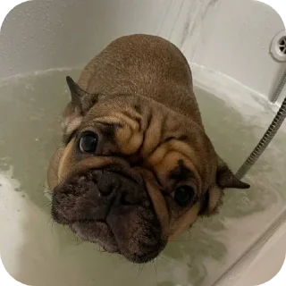 🐶