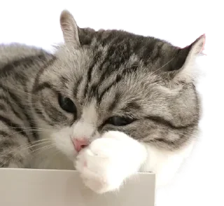 😺