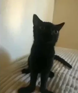 👉