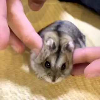 🥟