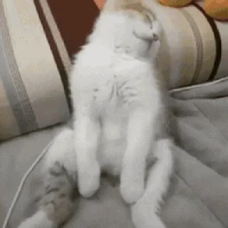🐱