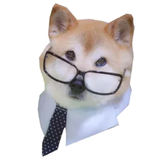 🐶