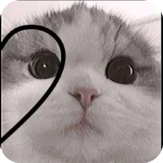 🐱