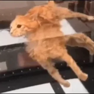 🐱