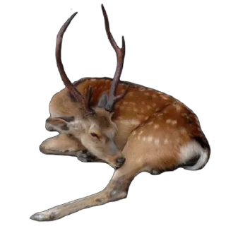 🦌