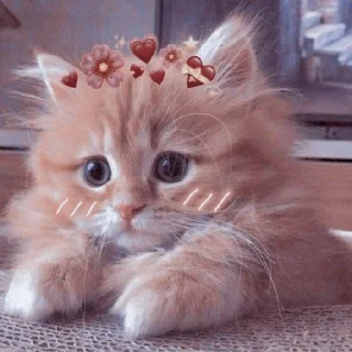 🐈