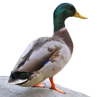 🦆