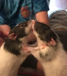🐁